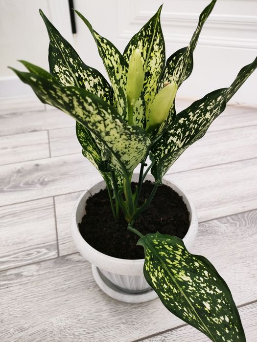 Растения для дома, школ. Доставка