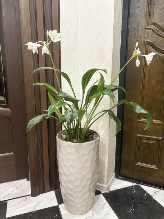 Эухарис или Амазонская лилия