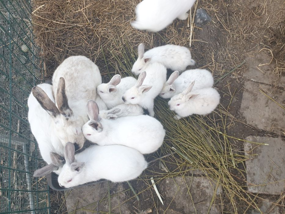 Urias de transilvania pui