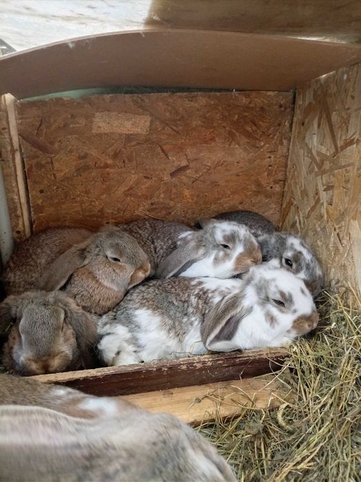 Pui Berbec german talie mare