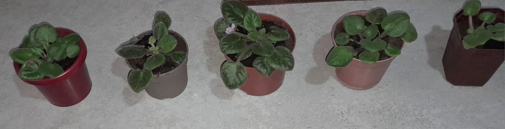 Продам цветы фиалки