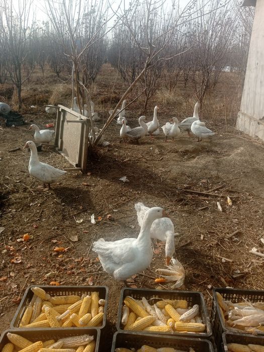 Гусеи продам срочно