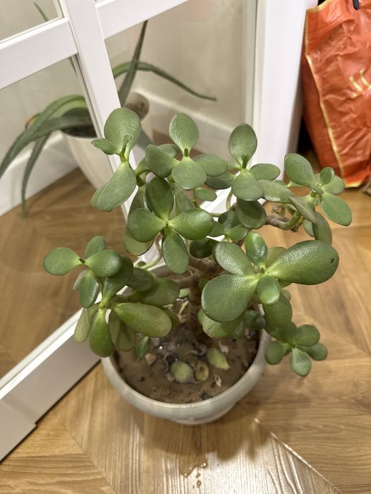 Алоэ и денежное дерево