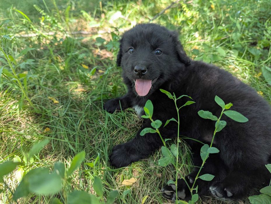 Catei draguti pentru adoptie, Valea Danului, Arges
