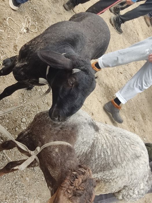 Қозы тоқты 1 жасар