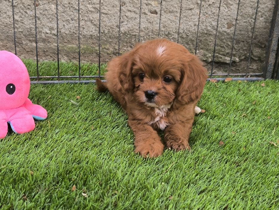Vand fetita Cavapoo f1 mini