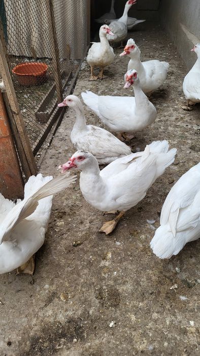 Индоутки индаутки