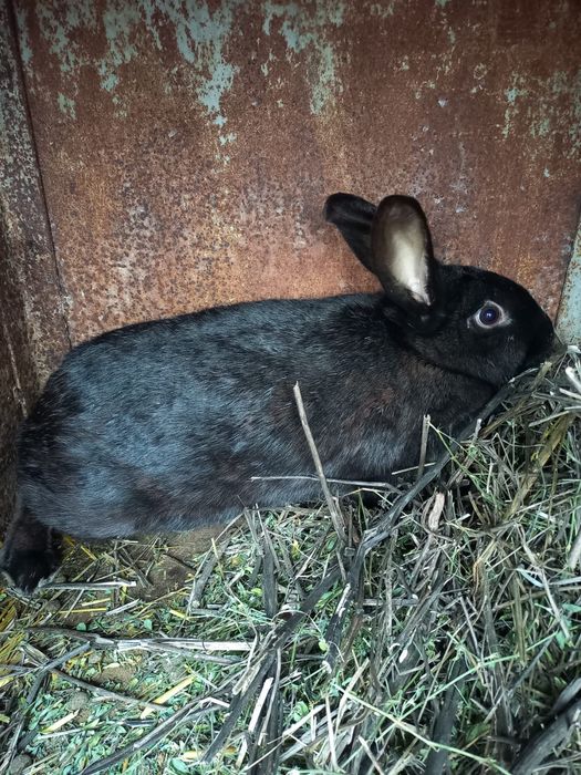 Vând iepuroaică Hycol x Californian