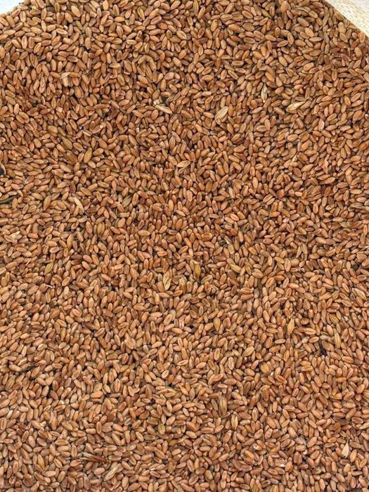 продам ячмень кукуруза bs