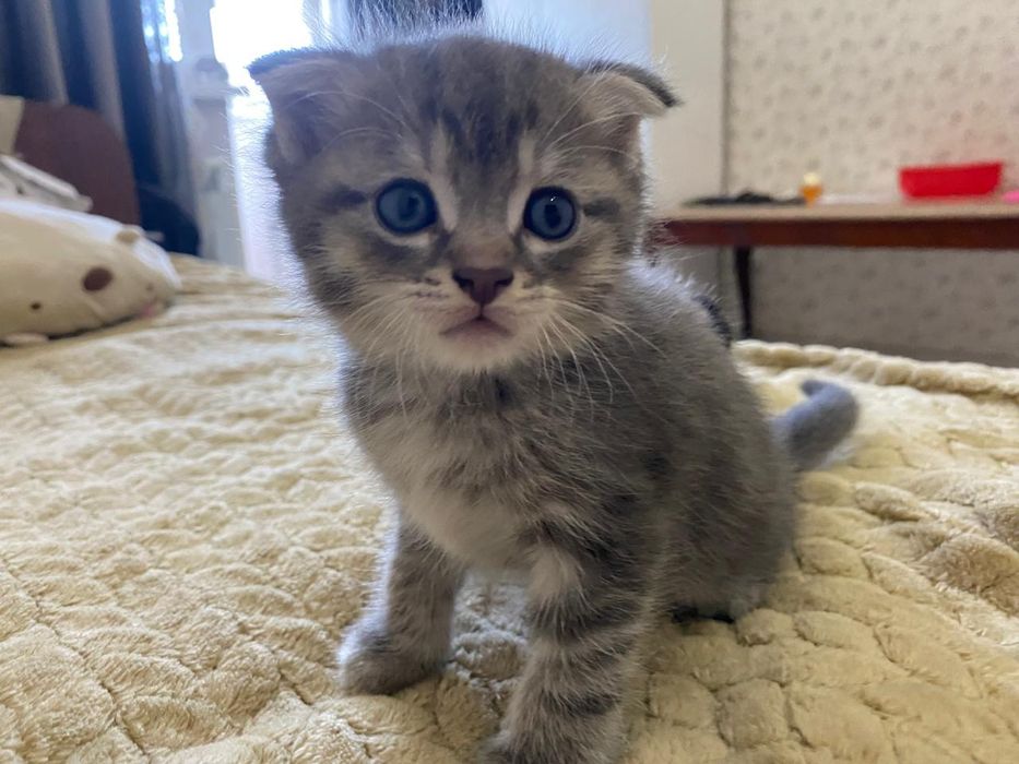 Веслаухий котята