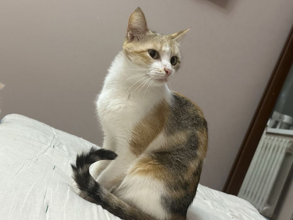 Кошка Бусинка ищет добрый дом