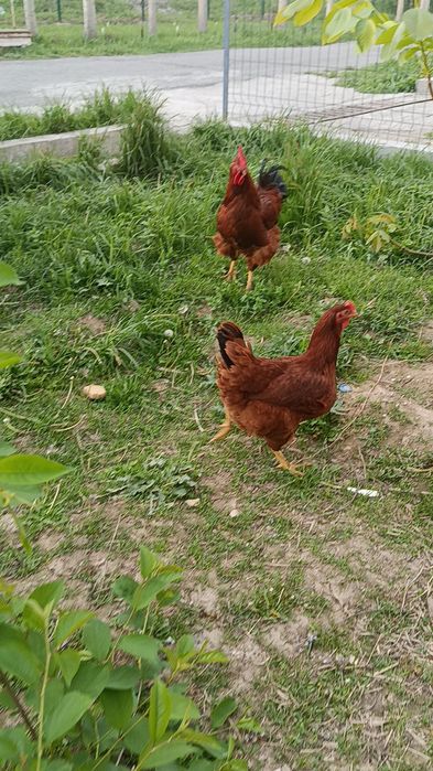 Корея Хан ҳеяп  жўжалари