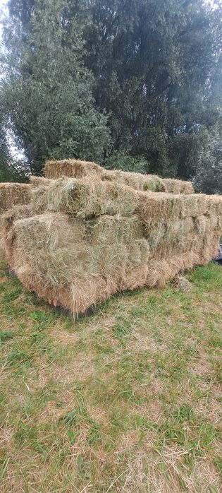 Vând baloti de fân și lucernă dreptunghiulari