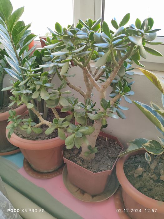 Цветы Денежный дерево