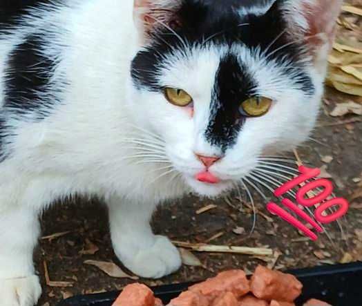 Adoptie pisica alba castrata Adelle
