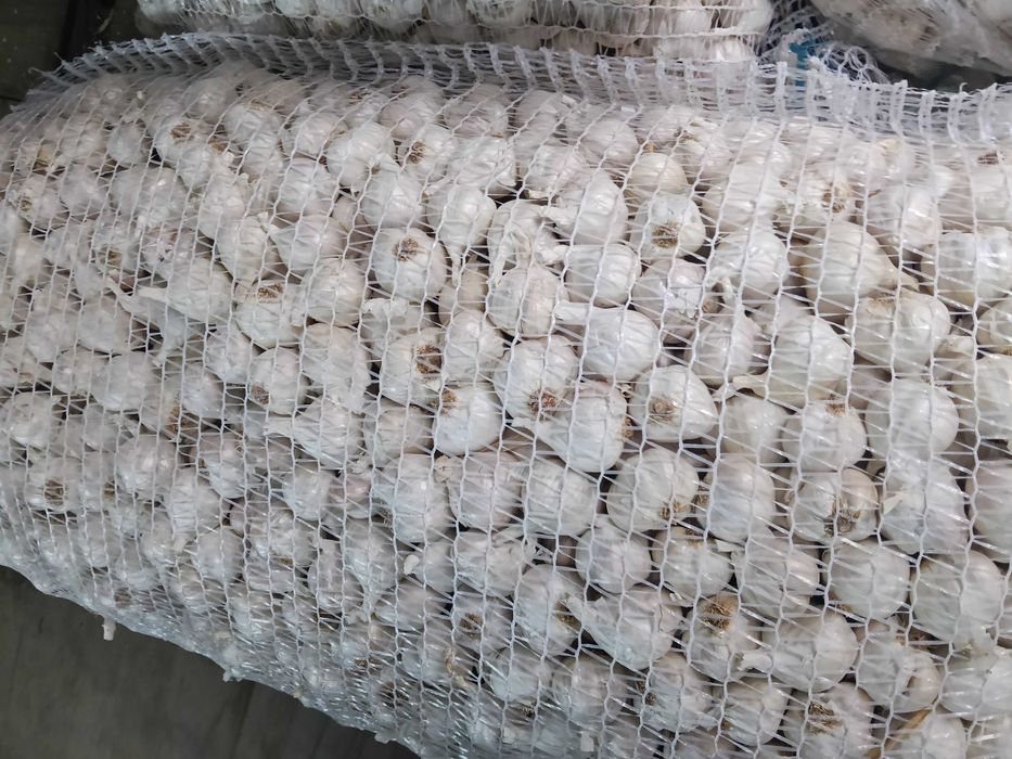 Usturoi de primăvară