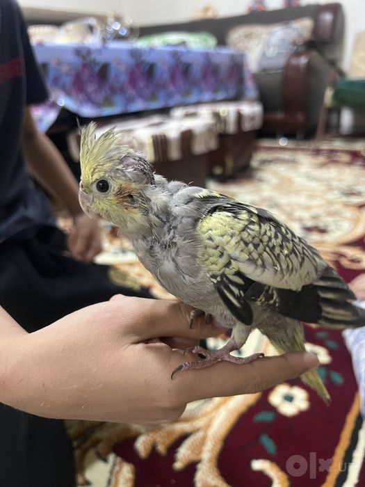 Продам папугаев корелла