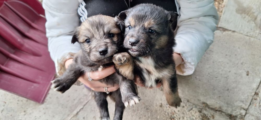 Отдам щенят хорошие руки