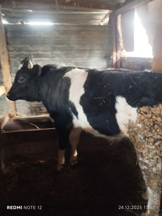 Бордақы бұқа сатылады