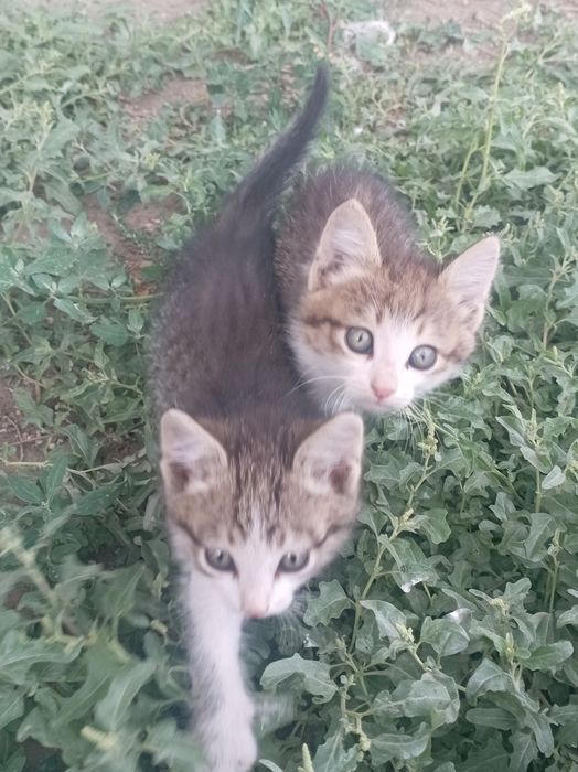 Продам кошку напишите на ватсап