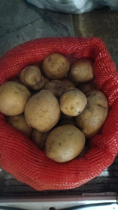 Продаю домашнюю картошку