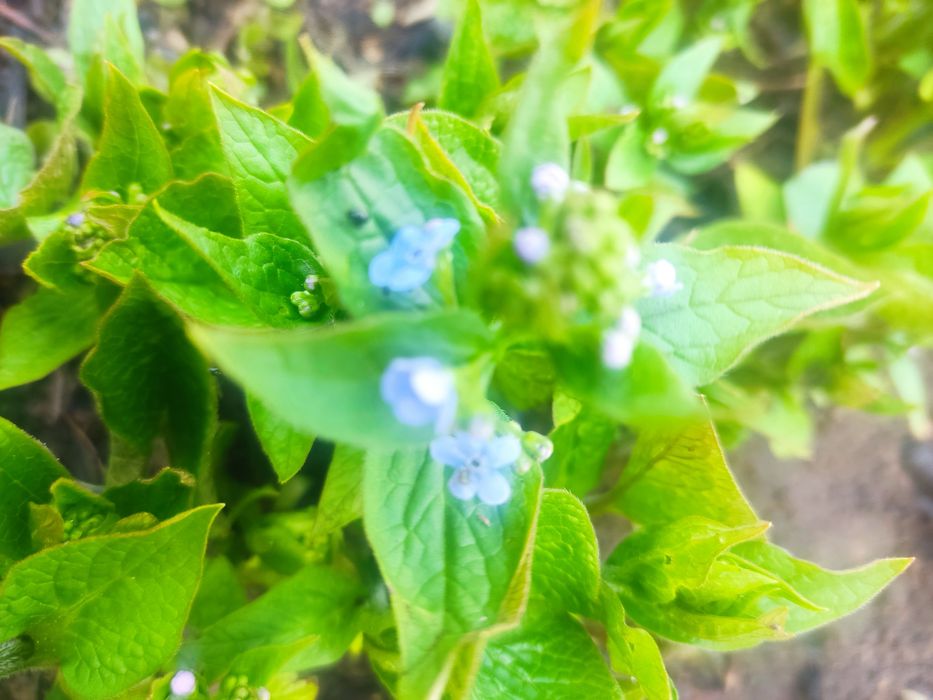 продам многолетние цветы.