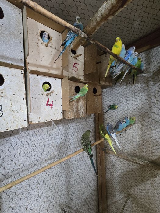 Vand papagali peruși