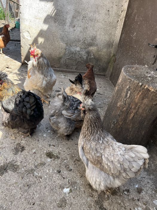 Млади домашни кокошки