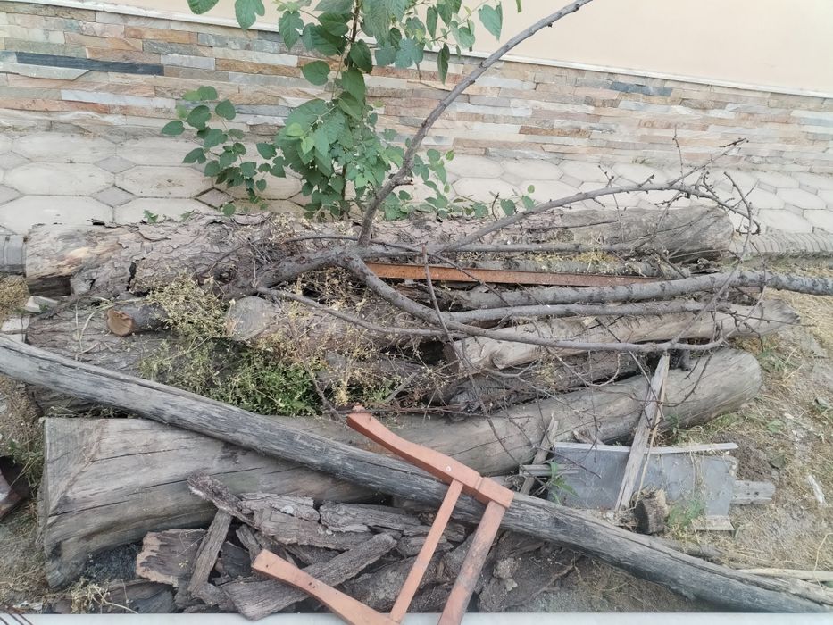 O'rik daraxtidan o'tin sotiladi