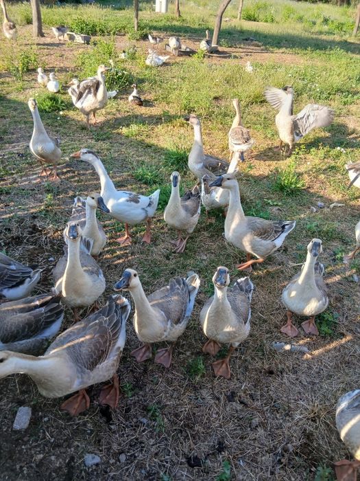 Boboci de gîscă de vinzare