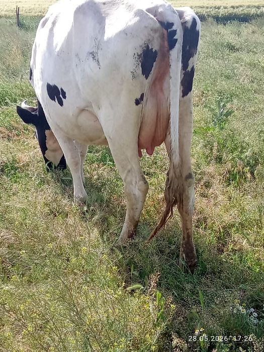 Vacă și Taur de vânzare