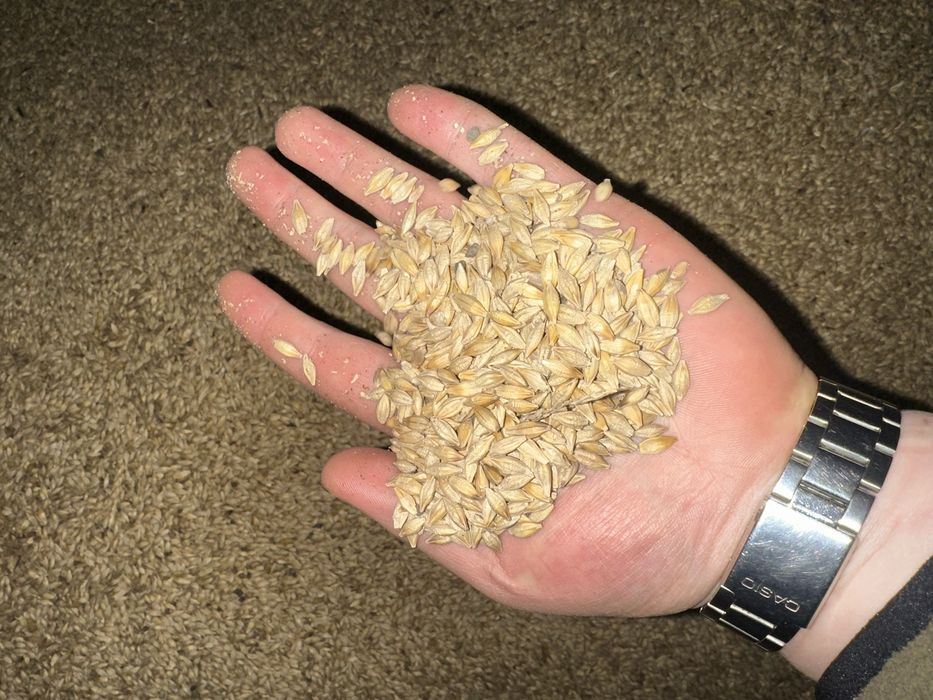 Ячмень,хорошего качества