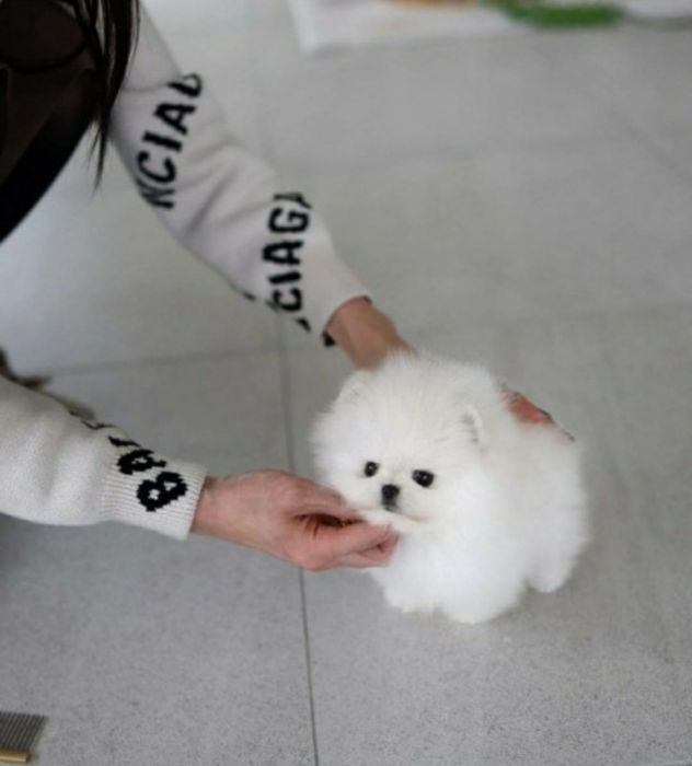 Pomeranian cu  pedigree