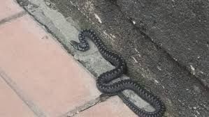 Дезинфекция Скорпион от змея и другой насекомых