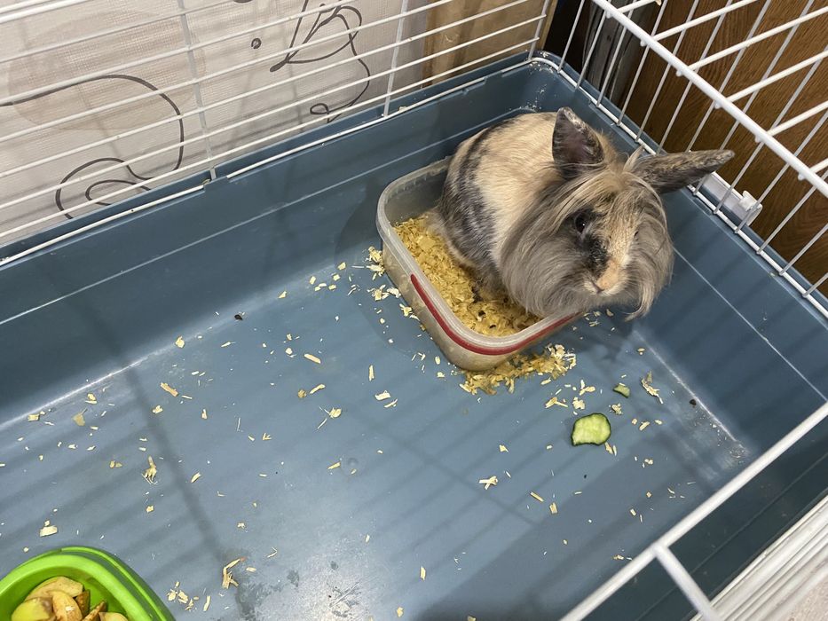 Продам декоративного кролика