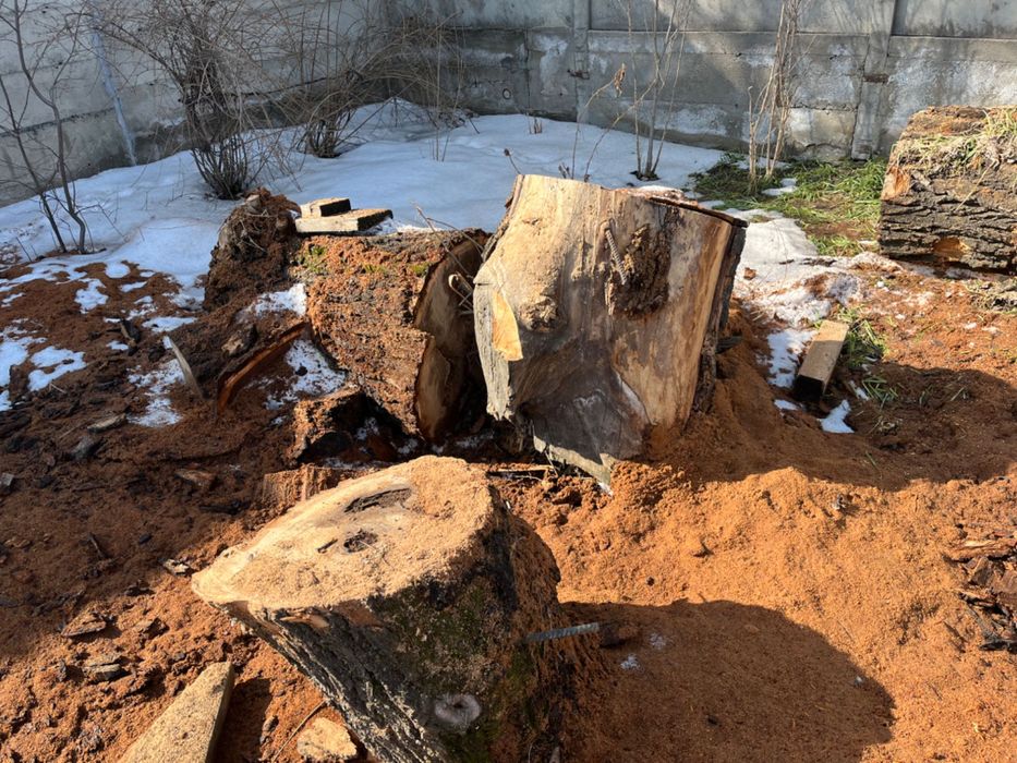 Карачаг пеньки нераспиленные