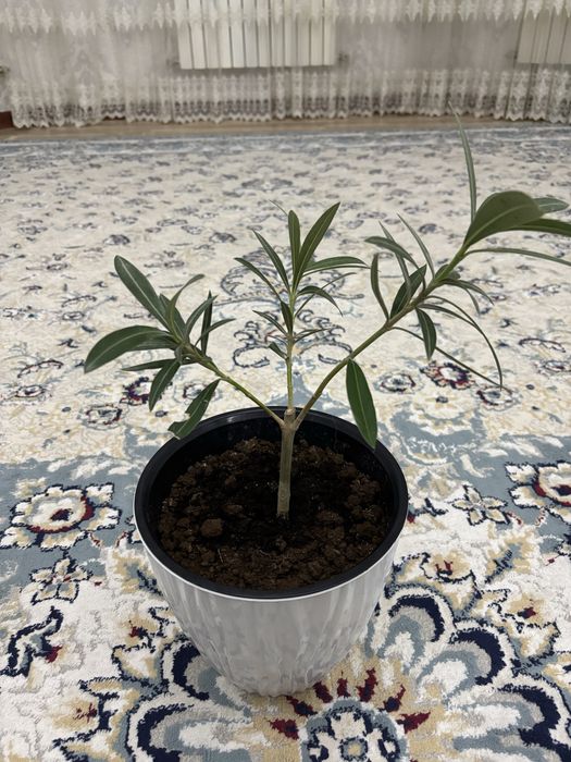 Продаю цветы 5штук