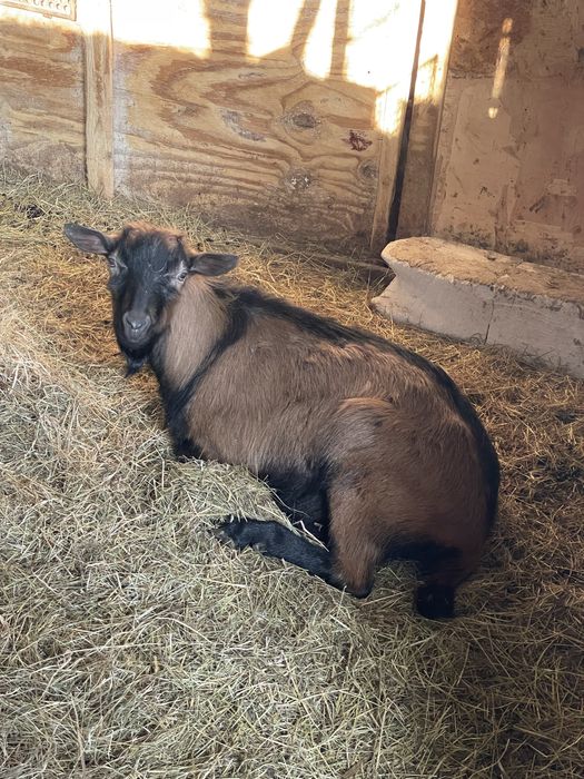 Vând Țap şi Ieduță gestantă de 1 an rasa Francez Alpin