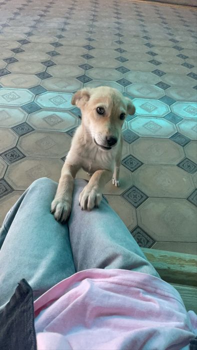 Активный щенок Бонни