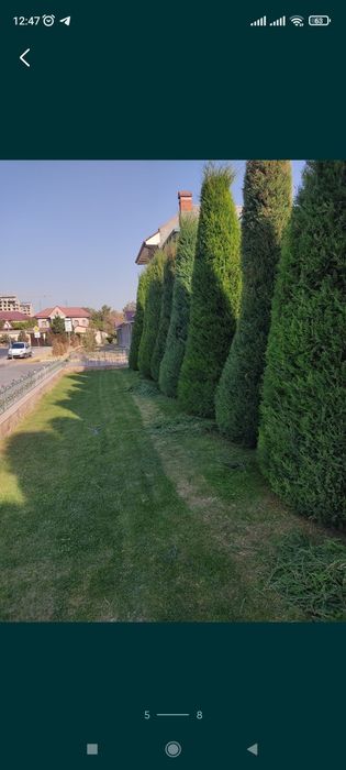 Archa ekish dorilash kesish