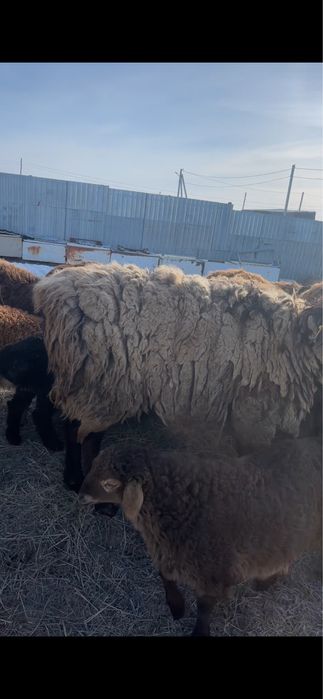 Продам Кошкар на племя  Гиссар