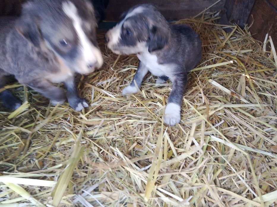 Продаются щенки породы тазы