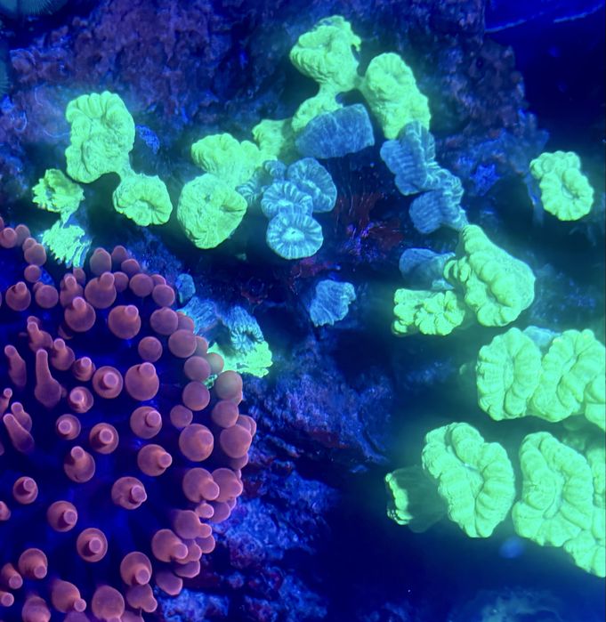 Corali acvariu marin reef apa sarata