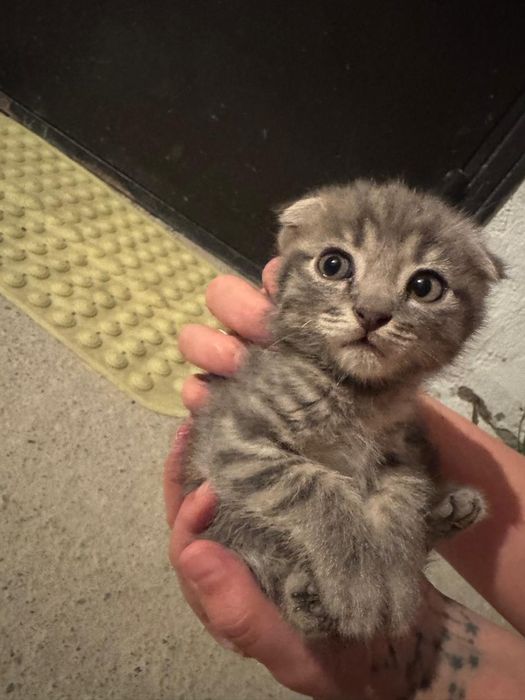 Продам котят полукровки