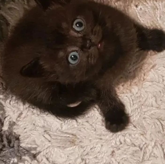 Мальчики в плюшевых шубках, 1 мес