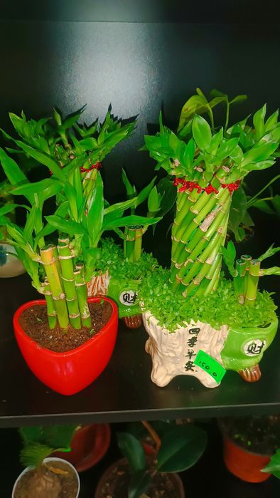 KAMELYA gulimiz aksiyada 79.000