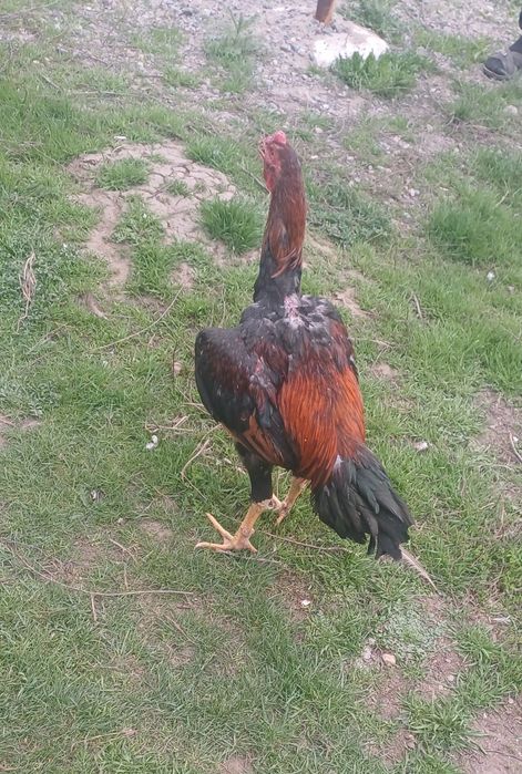 Дакан питушка 10 месяца