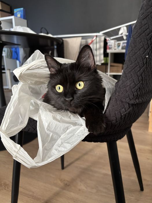 Pet sitting la domiciliul tău - Oradea