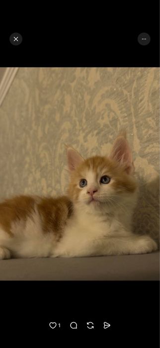 Котята мейн-куны