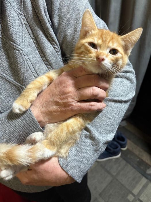 Отдадим котенка 3.5 месяца